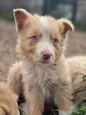 Les chiots de Border Collie