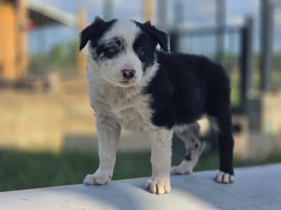 Les chiots de Border Collie