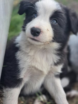 Les chiots de Border Collie