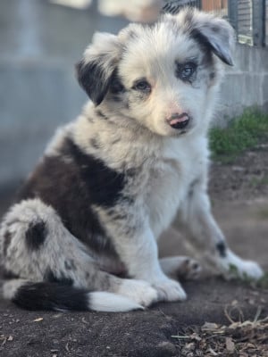 Les chiots de Border Collie
