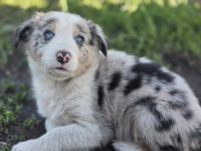 Les chiots de Border Collie