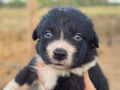 Les chiots de Border Collie