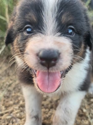 Les chiots de Border Collie