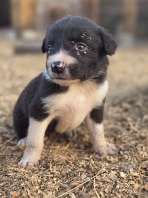 Les chiots de Border Collie