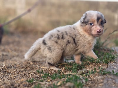 Les chiots de Border Collie