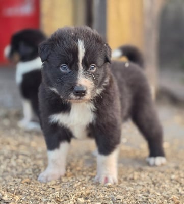 Les chiots de Border Collie