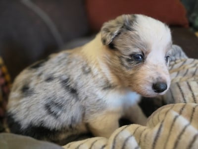 Les chiots de Border Collie