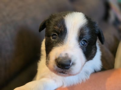 Les chiots de Border Collie