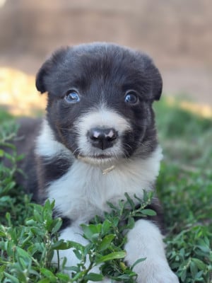 Les chiots de Border Collie