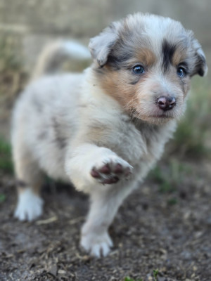 Les chiots de Border Collie