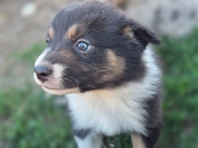 Les chiots de Border Collie