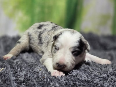 Les chiots de Border Collie