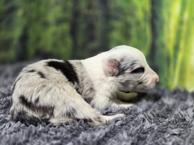 Les chiots de Border Collie