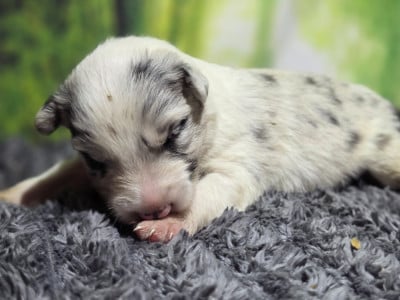Les chiots de Border Collie