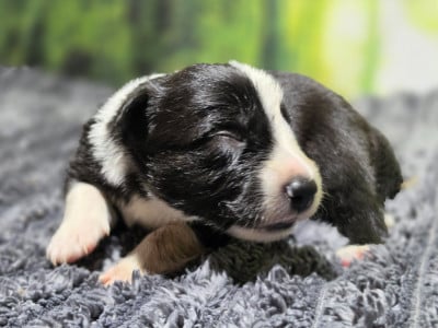 Les chiots de Border Collie