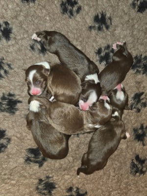 Les chiots de Border Collie