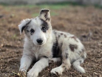 Les chiots de Border Collie