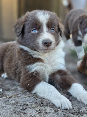 Les chiots de Border Collie