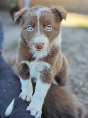 Les chiots de Border Collie