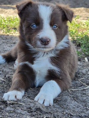 Les chiots de Border Collie