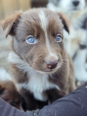 Les chiots de Border Collie