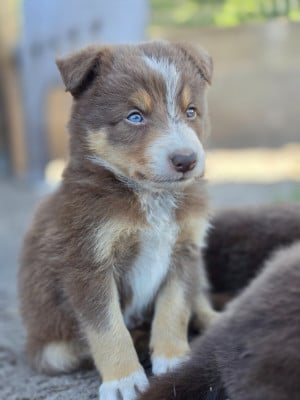 Les chiots de Border Collie