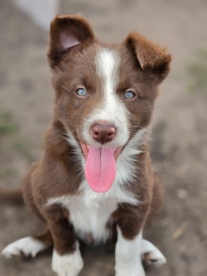 Les chiots de Border Collie