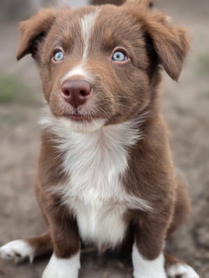 Les chiots de Border Collie