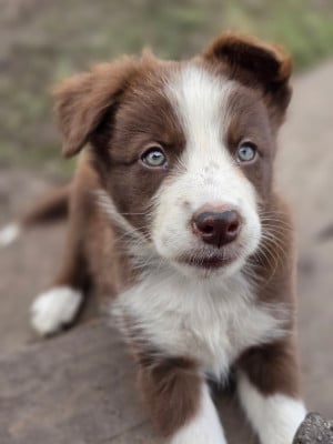Les chiots de Border Collie