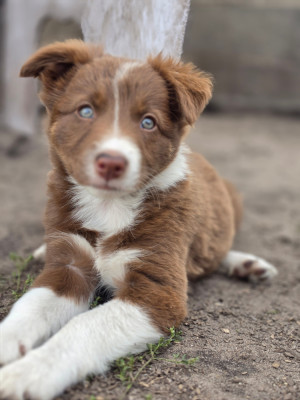 Les chiots de Border Collie