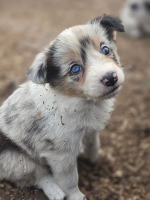 Les chiots de Border Collie