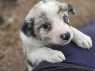 Les chiots de Border Collie