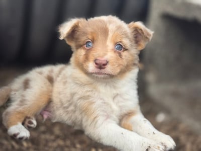 Les chiots de Border Collie