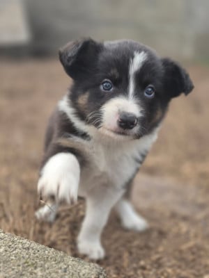 Les chiots de Border Collie