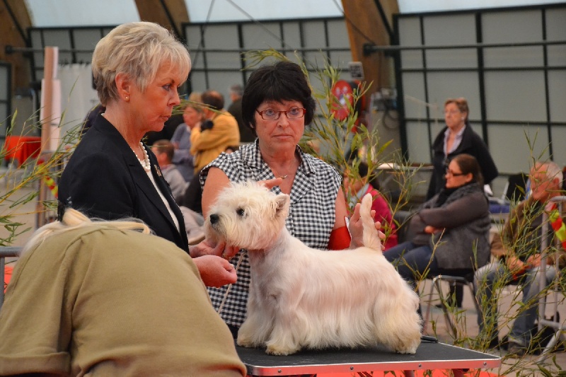 Delnoune's Direct to cloud nine dit - Excellent