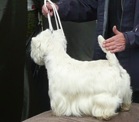 Delnoune's Direct to cloud nine dit - CACS Meilleur de Race