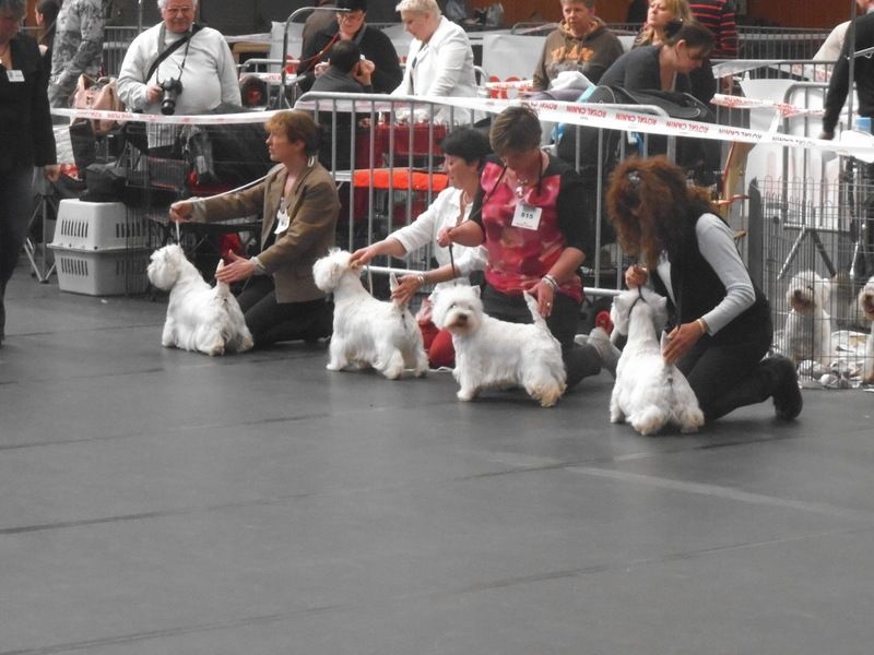 Delnoune's Direct to cloud nine dit - 4èm Excellent