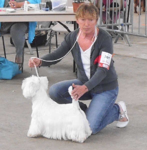 Delnoune's Direct to cloud nine dit - 1er Excellent CACS