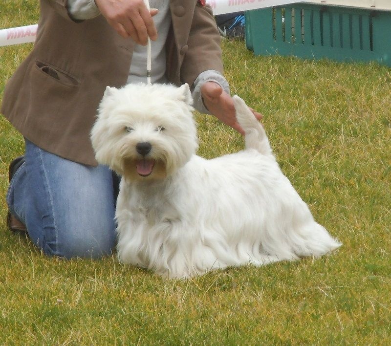 Delnoune's Direct to cloud nine dit - 1er Excellent CACS Meilleur de Race