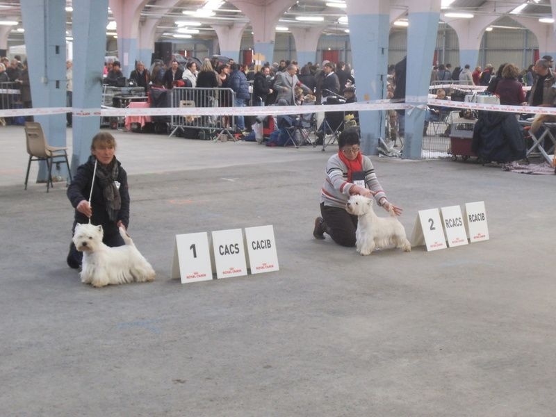 Delnoune's Direct to cloud nine dit - CACIB CACS Meilleur de Race