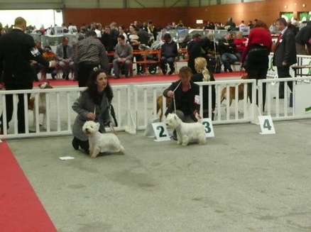 Delnoune's Direct to cloud nine dit - 2èm Excellent classe Jeune