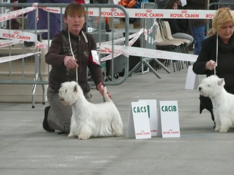 Delnoune's Direct to cloud nine dit - 1er CACS CACIB classe ouverte