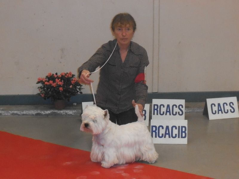 Delnoune's Direct to cloud nine dit - 1er Excellent CACS RCACIB