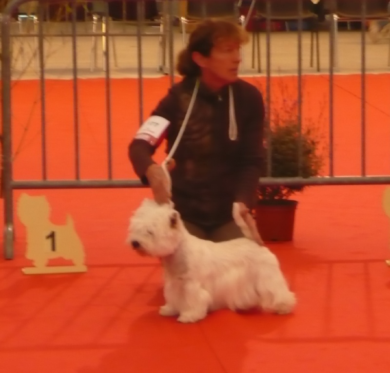 Delnoune's Direct to cloud nine dit - 1er Excellent Meilleur classe Intermédiaire RCACS