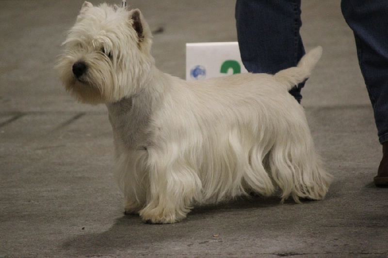 Delnoune's Direct to cloud nine dit - RCACS classe ouverte