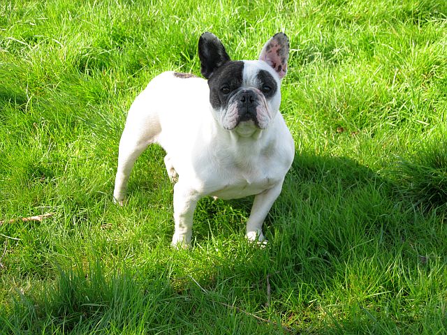 Publication : du clocher de fée Mélusine Auteur : LM