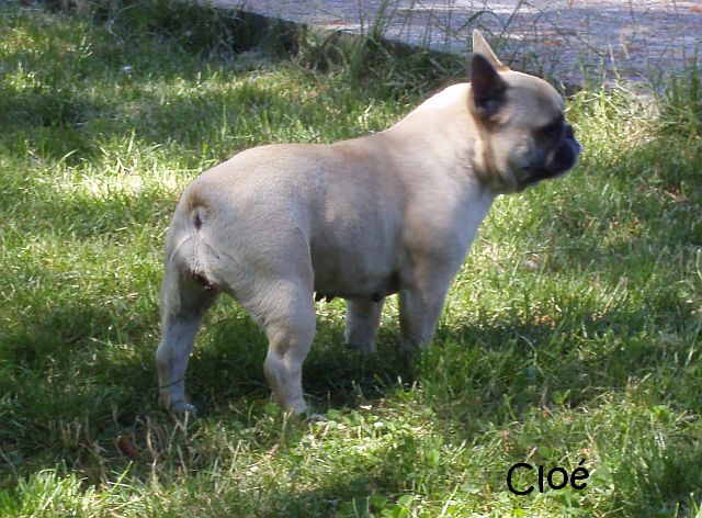 Publication : du clocher de fée Mélusine Auteur : LM