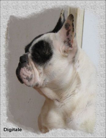 Publication : du clocher de fée Mélusine Auteur : LM