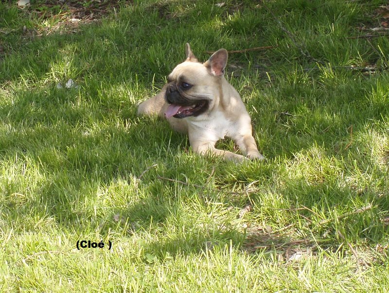 Publication : du clocher de fée Mélusine Auteur : LM