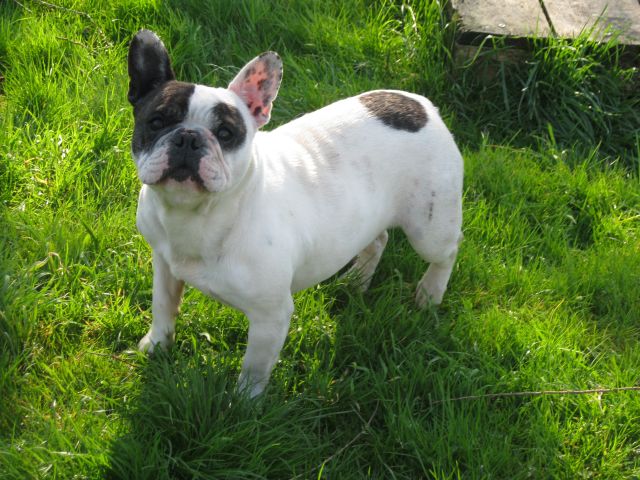 Publication : du clocher de fée Mélusine Auteur : LM